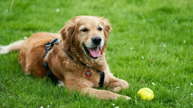 A gray-muzzled golden retriever lying on a living room rug near a sunlit window