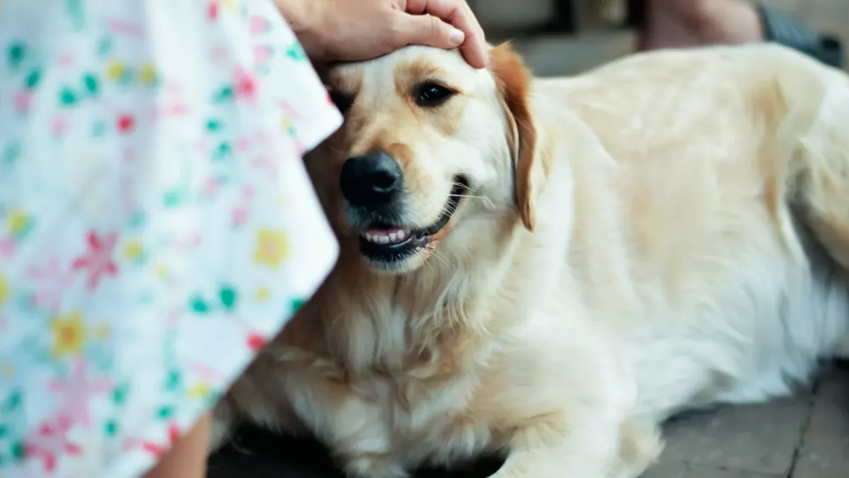 A graying senior golden retriever lying calmly on a kitchen floor