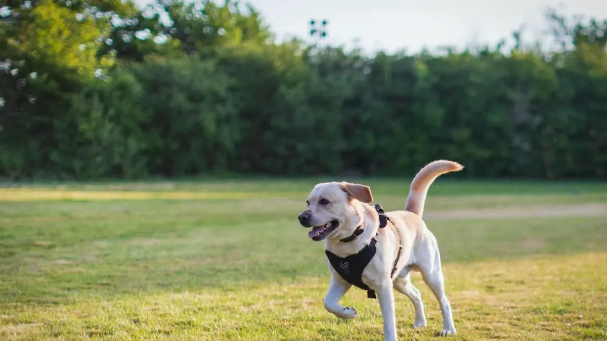A Labrador retriever mid-stride running across a grassy field