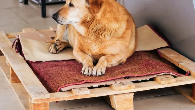 A large senior dog lying on an orthopedic bed in a home living room