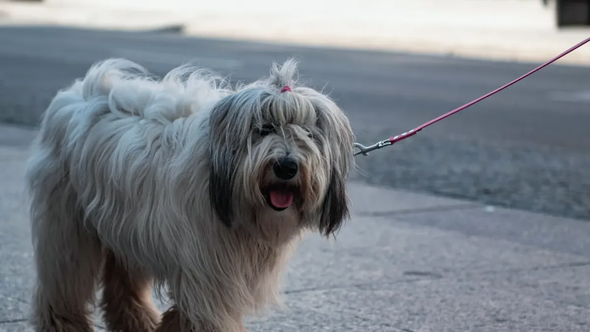 A leashed dog lunging and barking at another dog passing on a sidewalk