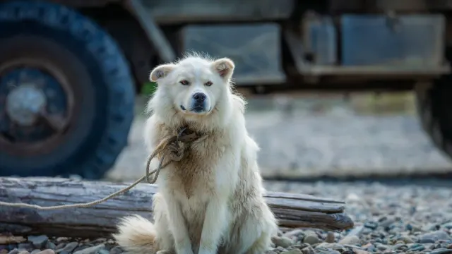 A leashed dog sitting calmly on a sidewalk while a delivery truck passes at a distance