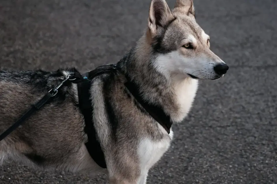 A leashed dog sitting calmly on a sidewalk while a delivery truck passes at a distance