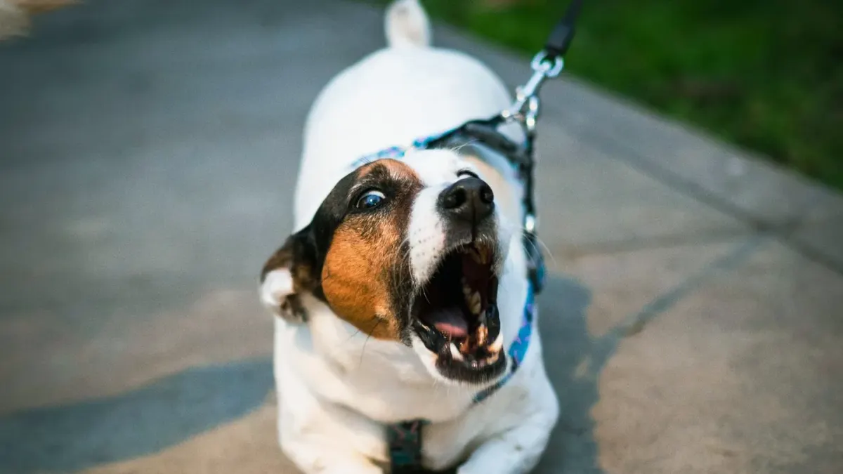 A leashed dog straining forward on a sidewalk while another dog passes in the distance