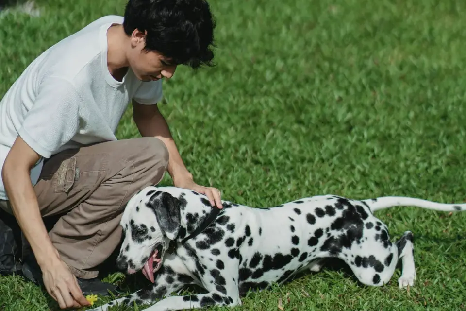 A person kneeling down to gently check a dog that seems uncomfortable