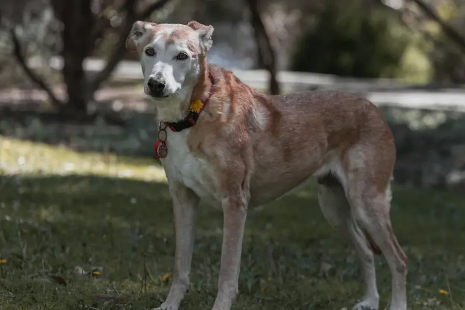 A senior dog eating kibble from a raised bowl on a wooden stand