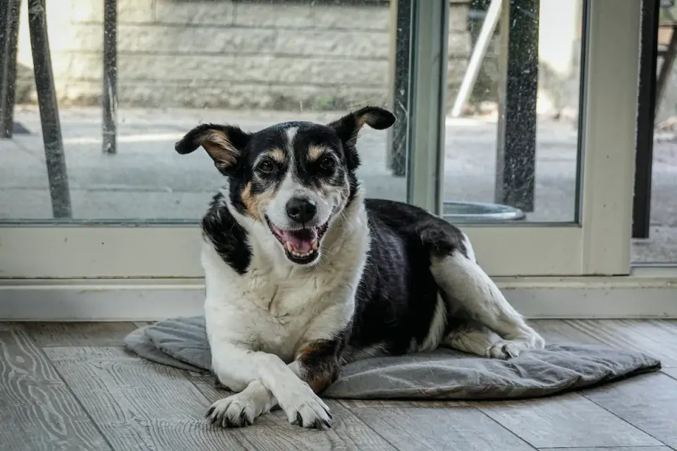 A senior dog lying on a tile floor, nose down in a snuffle mat