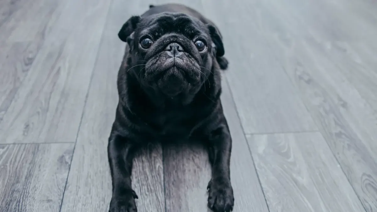 A senior dog pausing mid-rise, back legs splayed on a hardwood floor