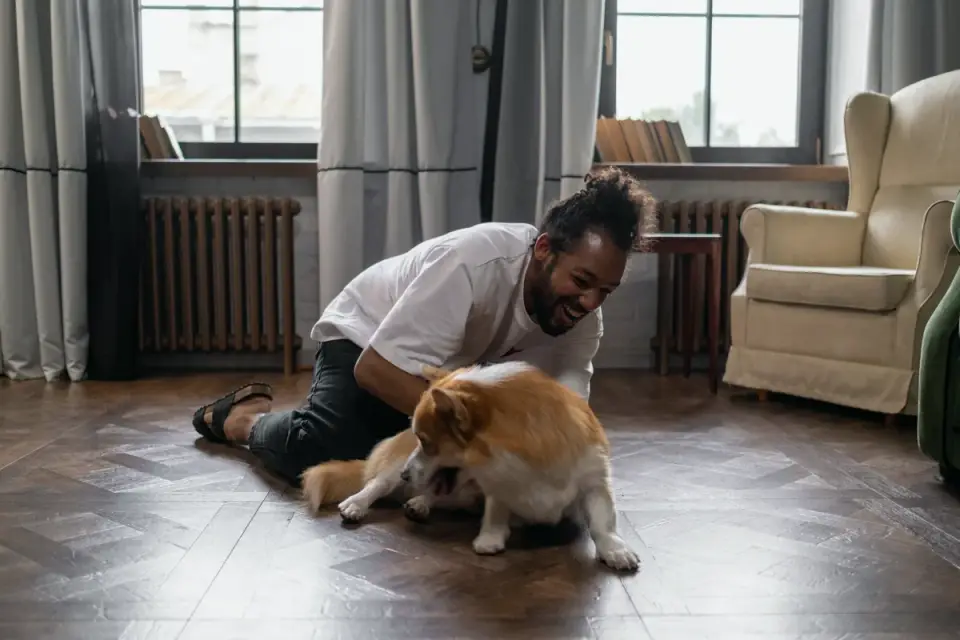 A senior dog pausing mid-rise, back legs splayed on a hardwood floor