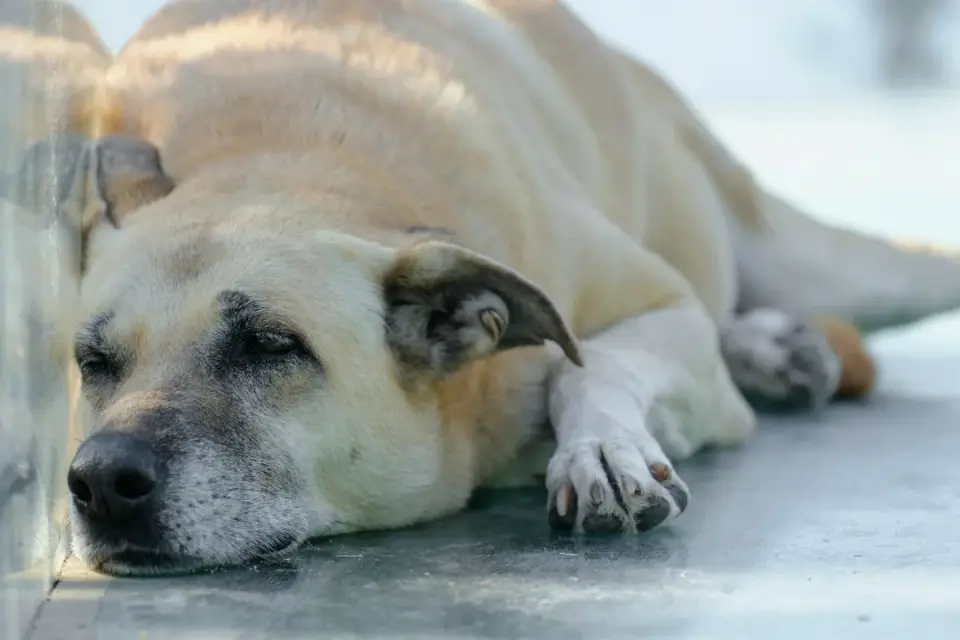 A senior dog resting near an empty food bowl indoors
