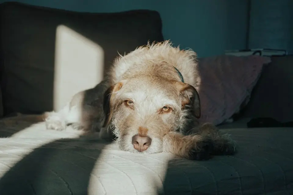 A senior dog resting on a couch after an afternoon walk
