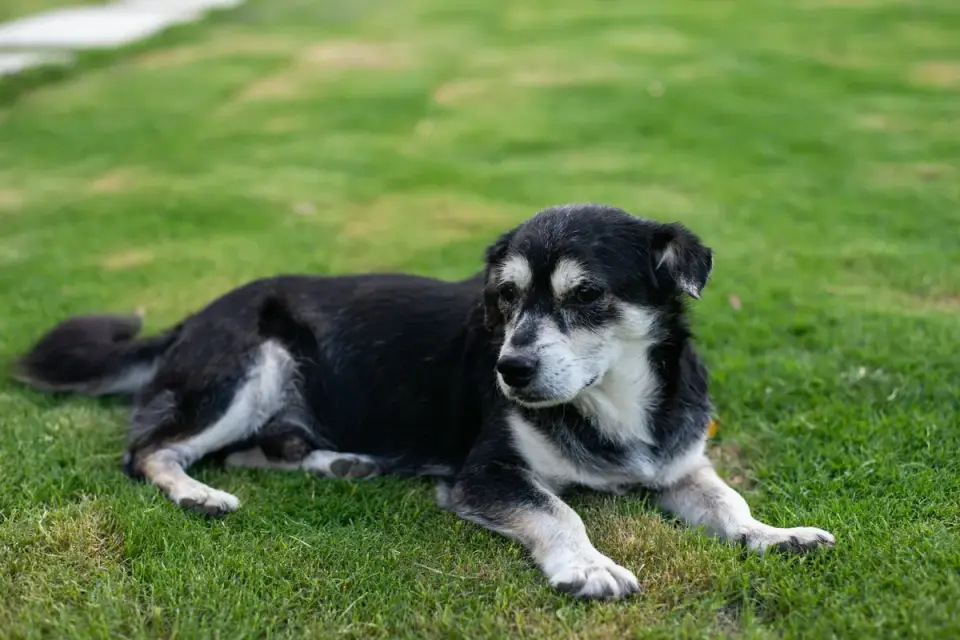 A senior dog resting on grass