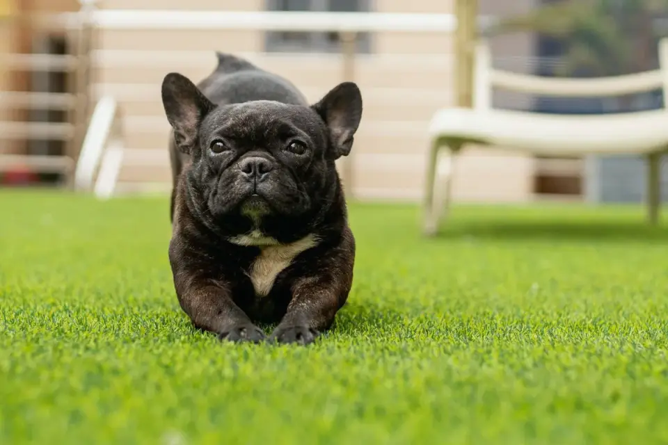 A senior dog stretching in a backyard during early morning light