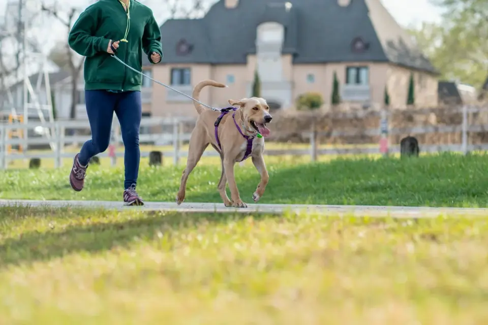 A senior dog walking calmly on a leash along a grass path