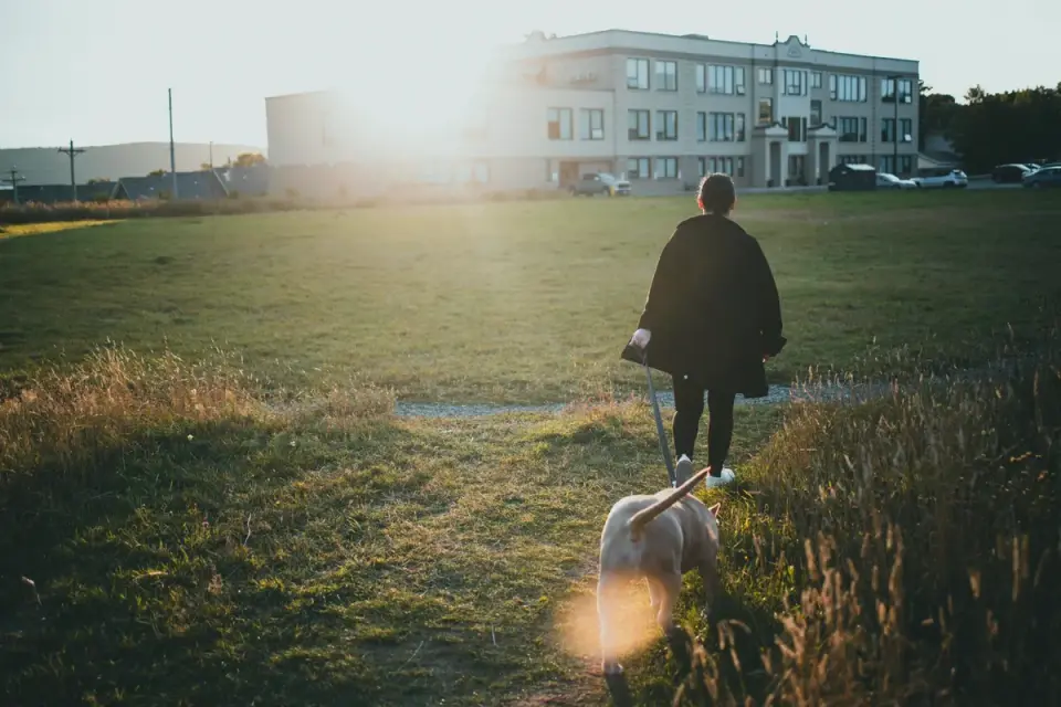 A senior dog walking slowly across a grassy yard