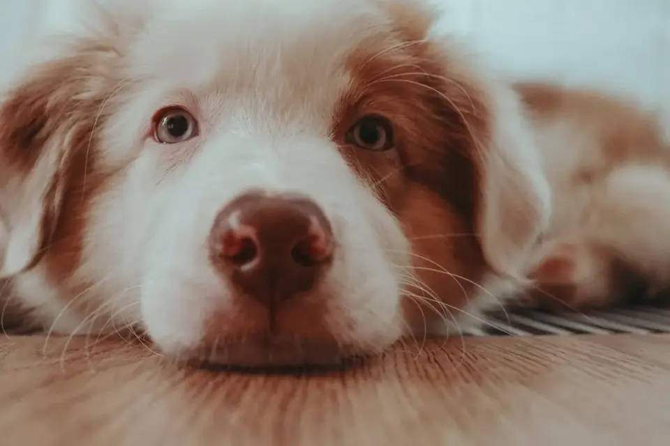A senior dog with a graying muzzle sniffing through a fleece snuffle mat