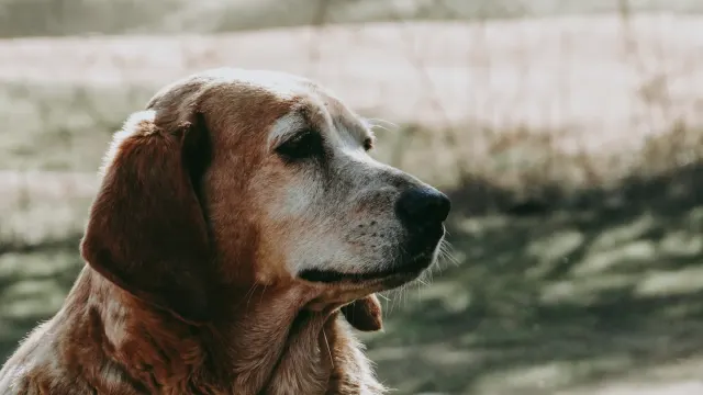 A senior golden retriever lying on an orthopedic bed in a sunlit living room