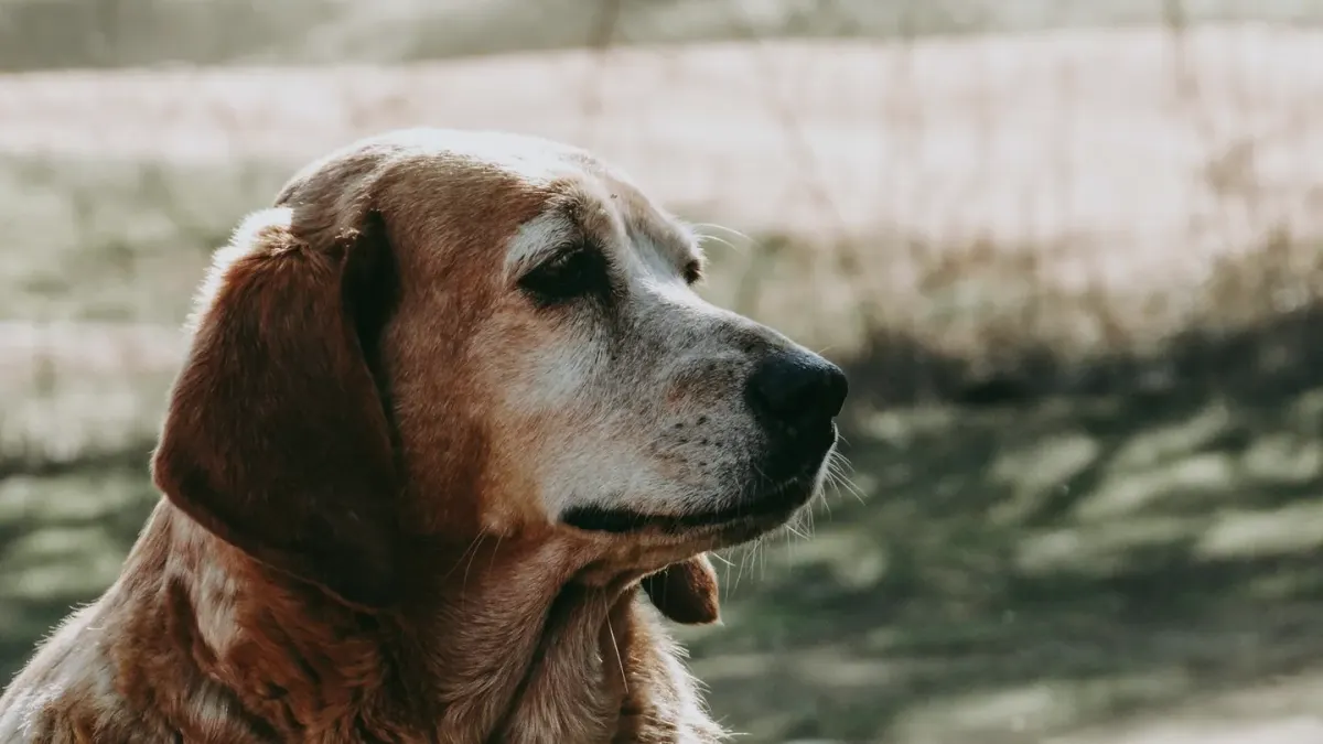 A senior golden retriever lying on an orthopedic bed in a sunlit living room