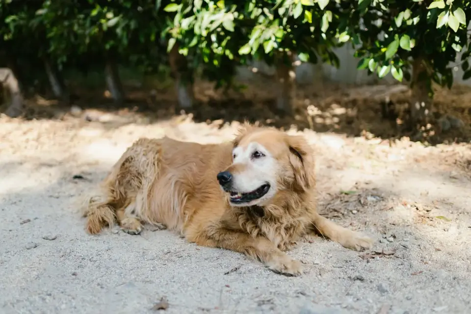 A senior golden retriever resting on a living room rug
