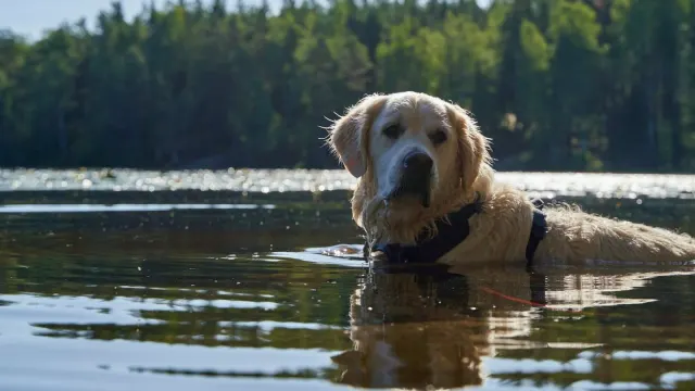 A senior golden retriever wading slowly into a lake