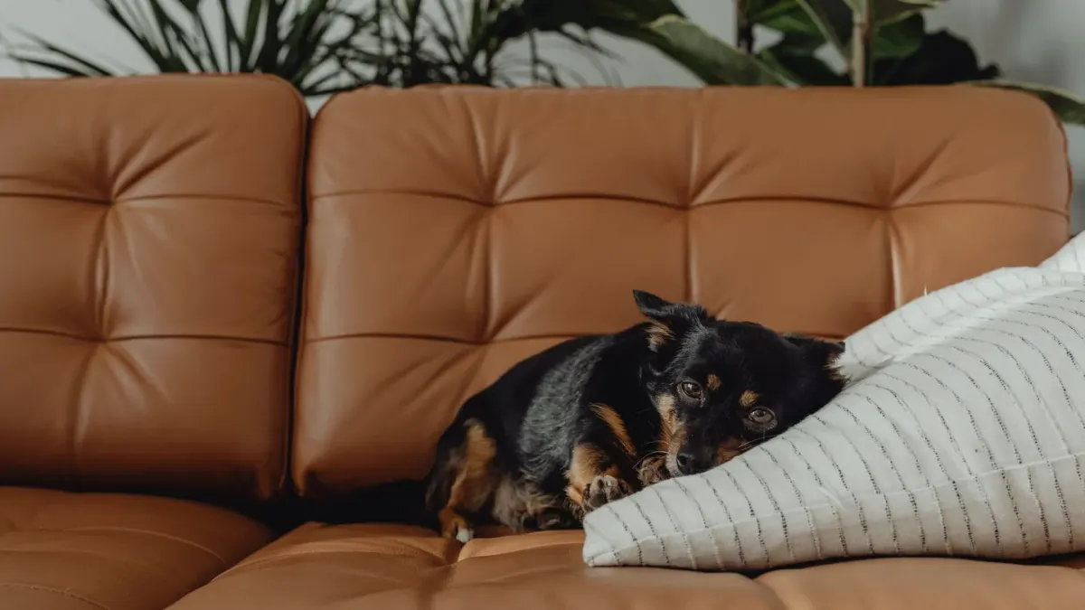 A small dog lying calmly on a couch near a rain-streaked window