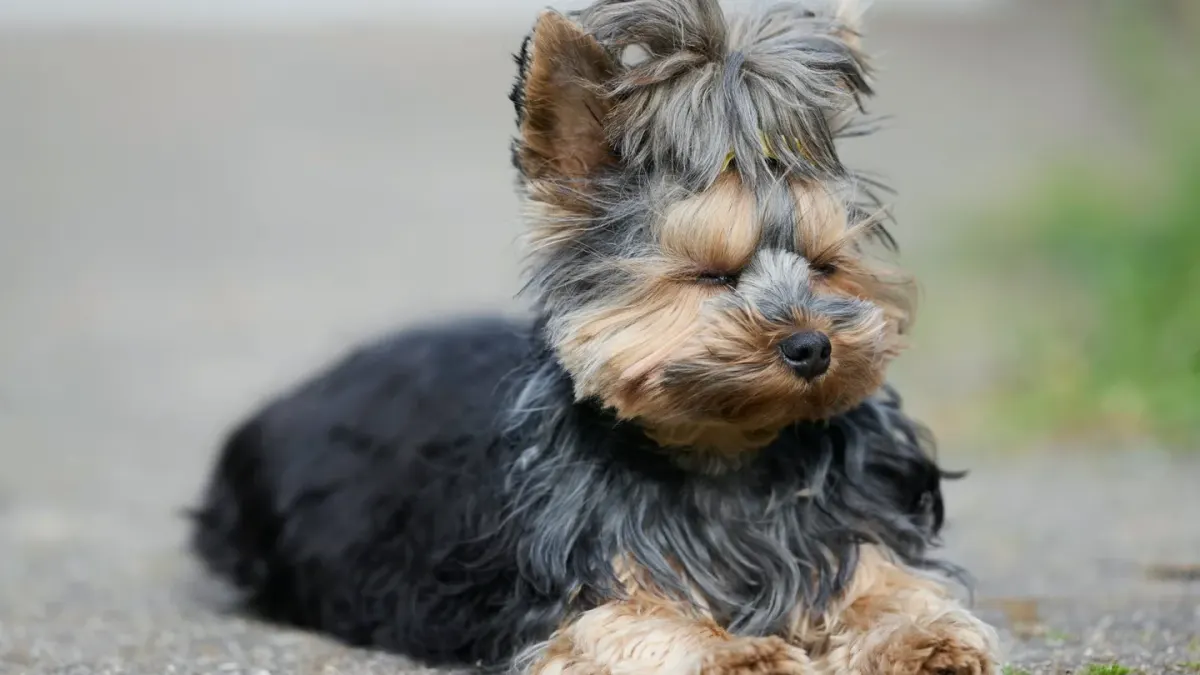 A small dog resting calmly on its owner's lap as evening light fades
