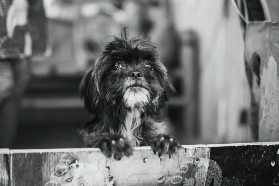 A small senior terrier sniffing along a wooden fence line