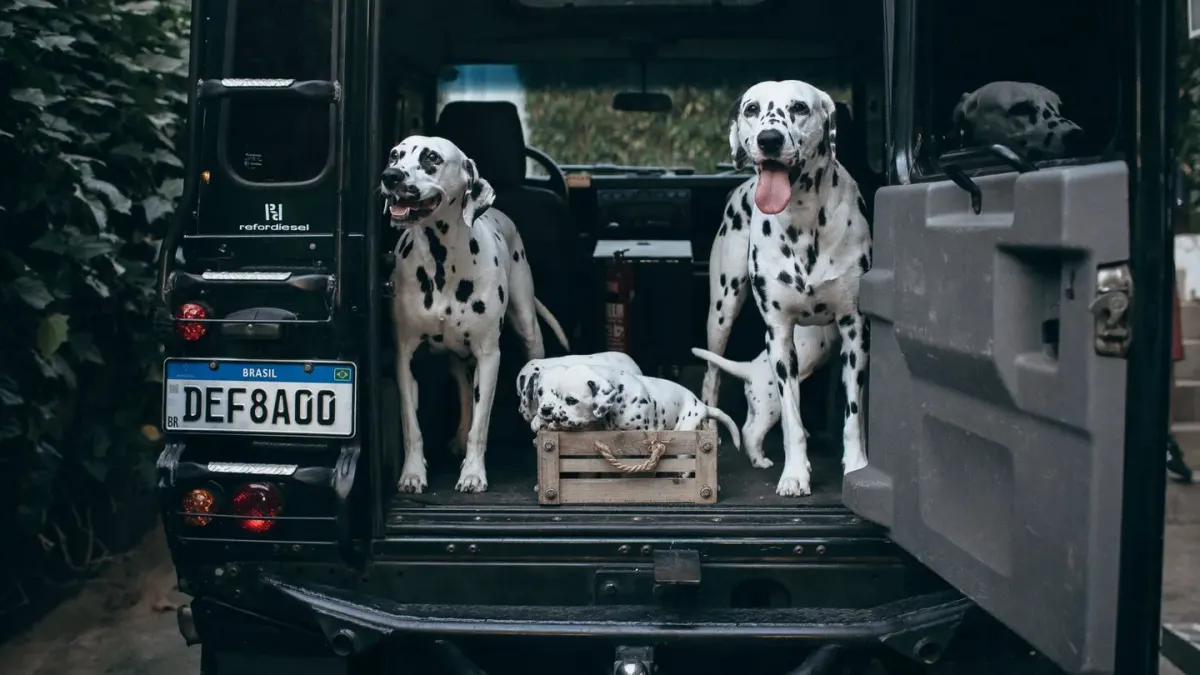 A small terrier and a large mixed-breed dog waiting beside an open car trunk packed for a road trip