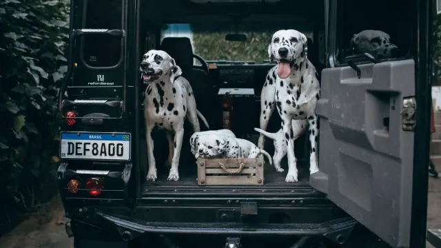 A small terrier and a large mixed-breed dog waiting beside an open car trunk packed for a road trip