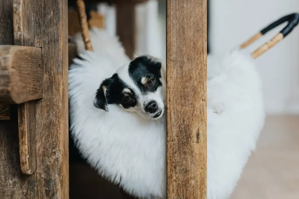 A small terrier resting calmly on a dog bed indoors
