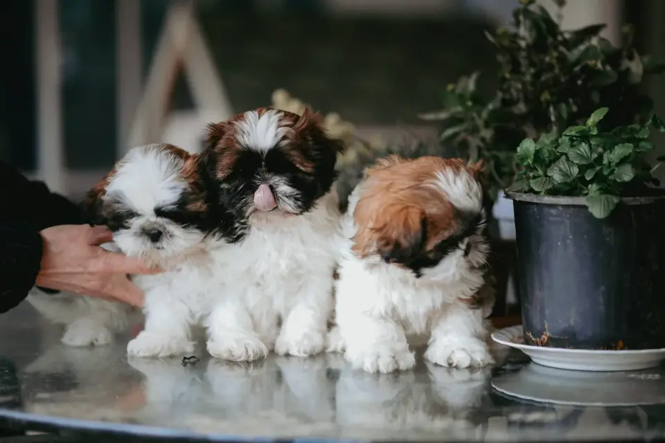 A veterinarian calmly handling a young puppy during a wellness visit