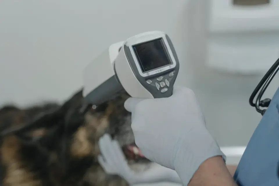 A veterinarian checking a dog&#x27;s gum color during an exam