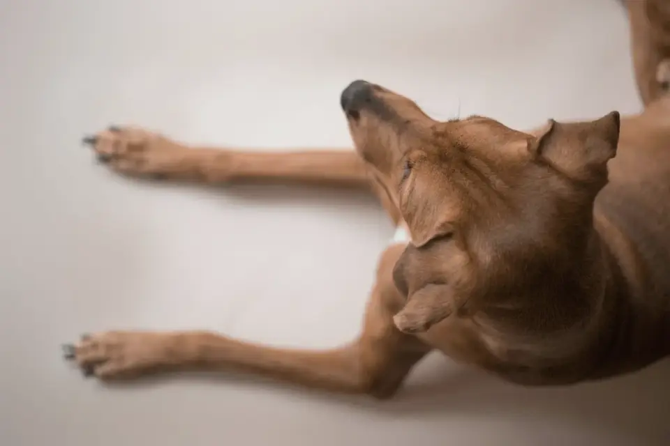 A veterinarian examining a dog&#x27;s hind leg during a joint exam