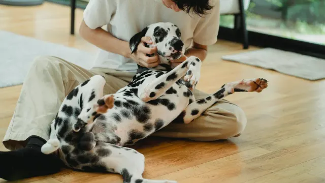 A veterinarian gently palpating a dog's abdomen during a wellness exam