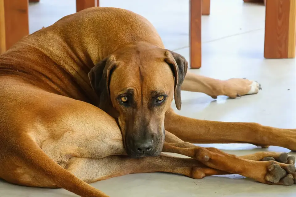 A veterinarian gently palpating a dog&#x27;s hind leg during an orthopedic exam