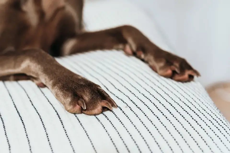 A veterinarian gently testing a dog&#x27;s hind paw placement during a neurologic exam