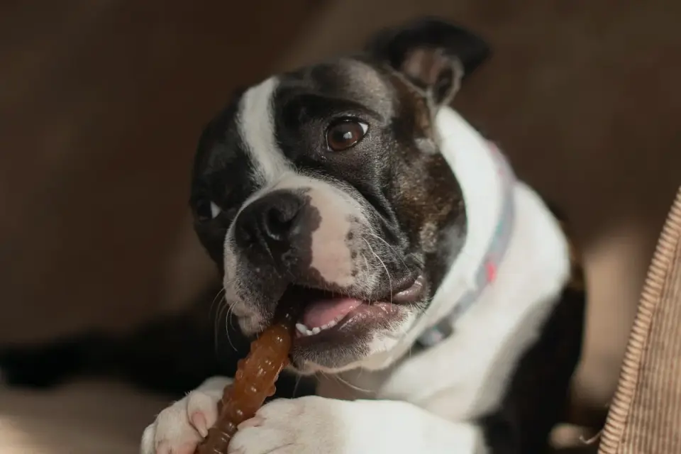 A veterinarian offering a dog a chewable supplement
