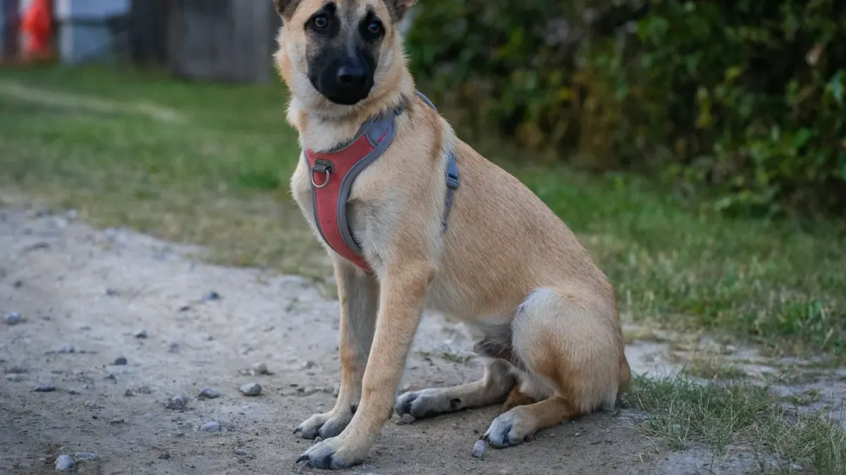 A woman kneeling on a sidewalk working calmly with a leashed dog that looks hesitant