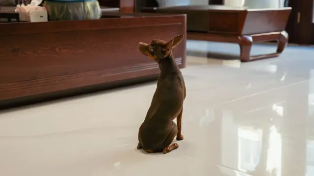 A young puppy standing inside a metal exercise pen on a living room floor