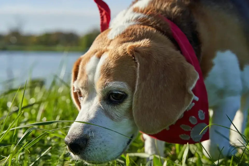 An older dog with a gray muzzle sniffing slowly along a grassy path