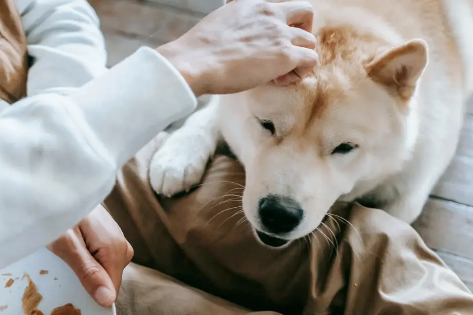 An owner gently holding a dog&#x27;s paw during an at-home handling practice session