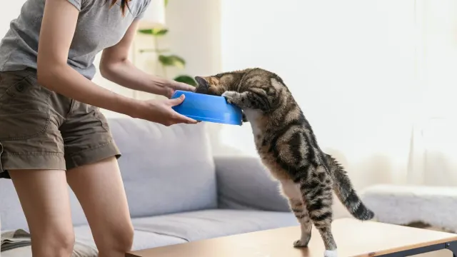 An owner reading a supplement label while a dog waits beside its food bowl