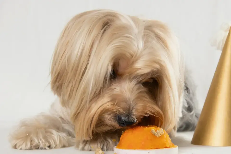 An owner setting up a muffin-tin treat puzzle for an older dog