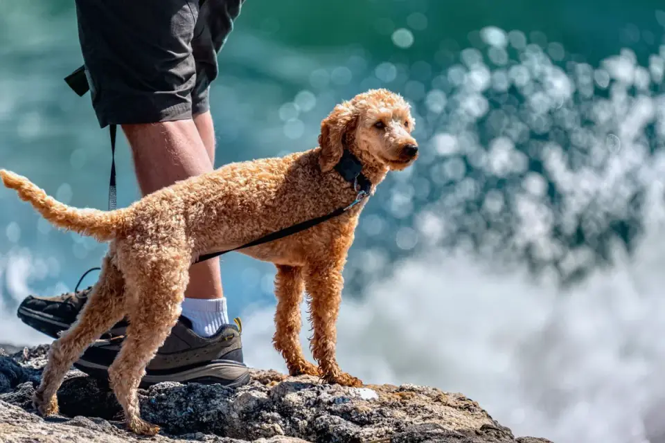 Attentive dog with an owner