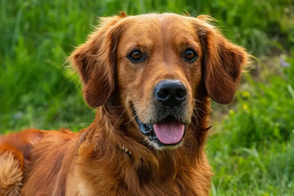 Attentive dog with an owner