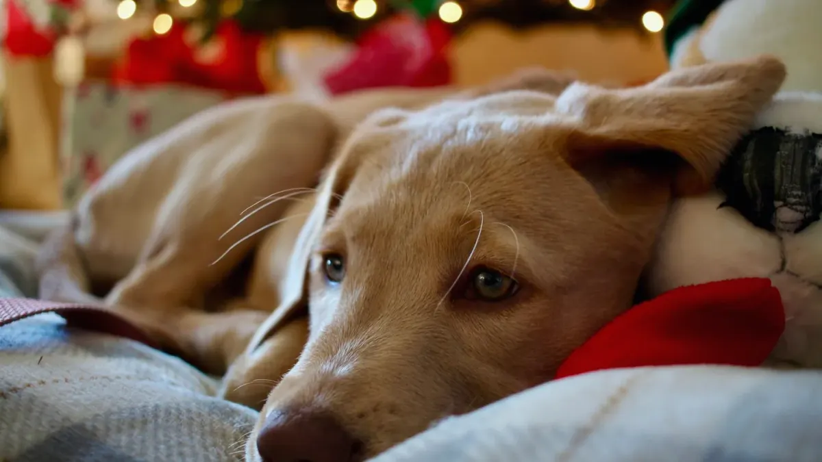 Calm dog resting at home