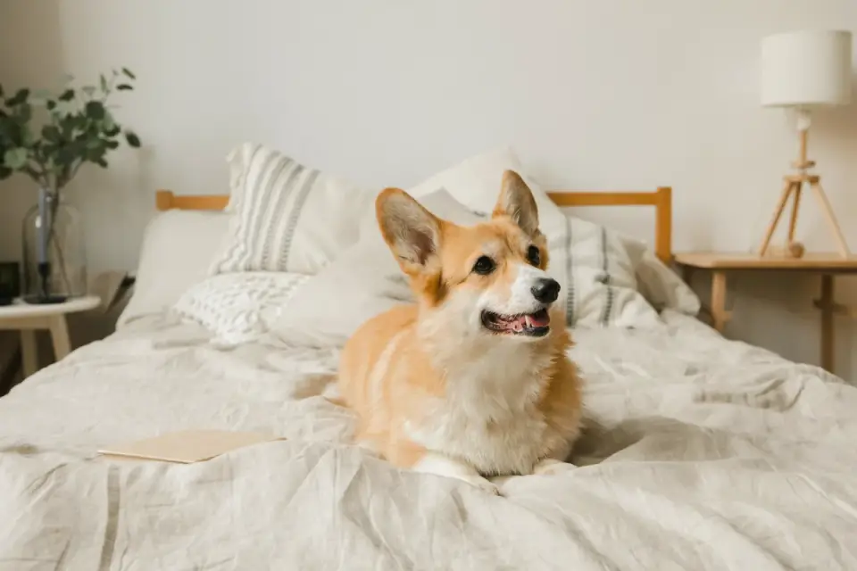 Calm dog resting at home