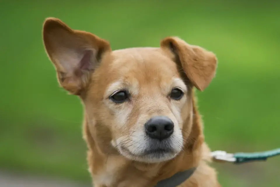 Close-up of a dog&#x27;s forward-leaning stance and raised tail while pulling on a leash