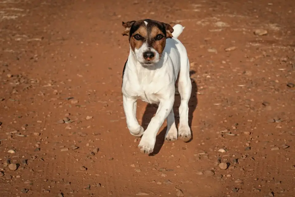 Close-up of a dog&#x27;s paw pad resting on a dirt trail