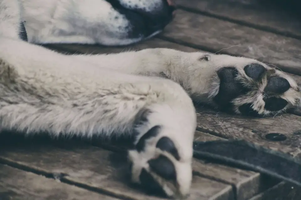 Close-up of a dog&#x27;s paw pads and nails resting on tile flooring
